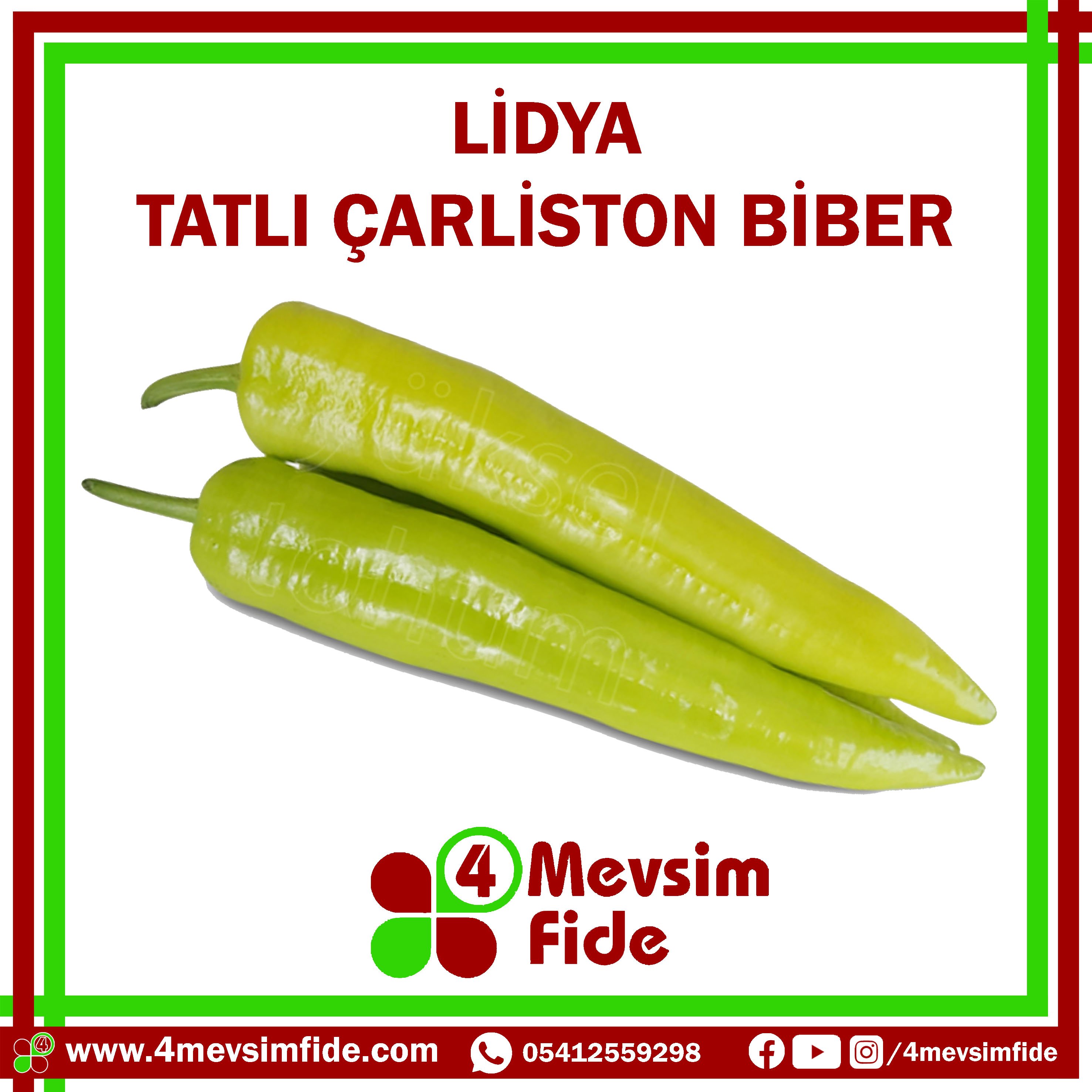 Lidya F1 Çarliston